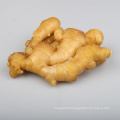 Chinese New Harvested Young Fresh Ginger